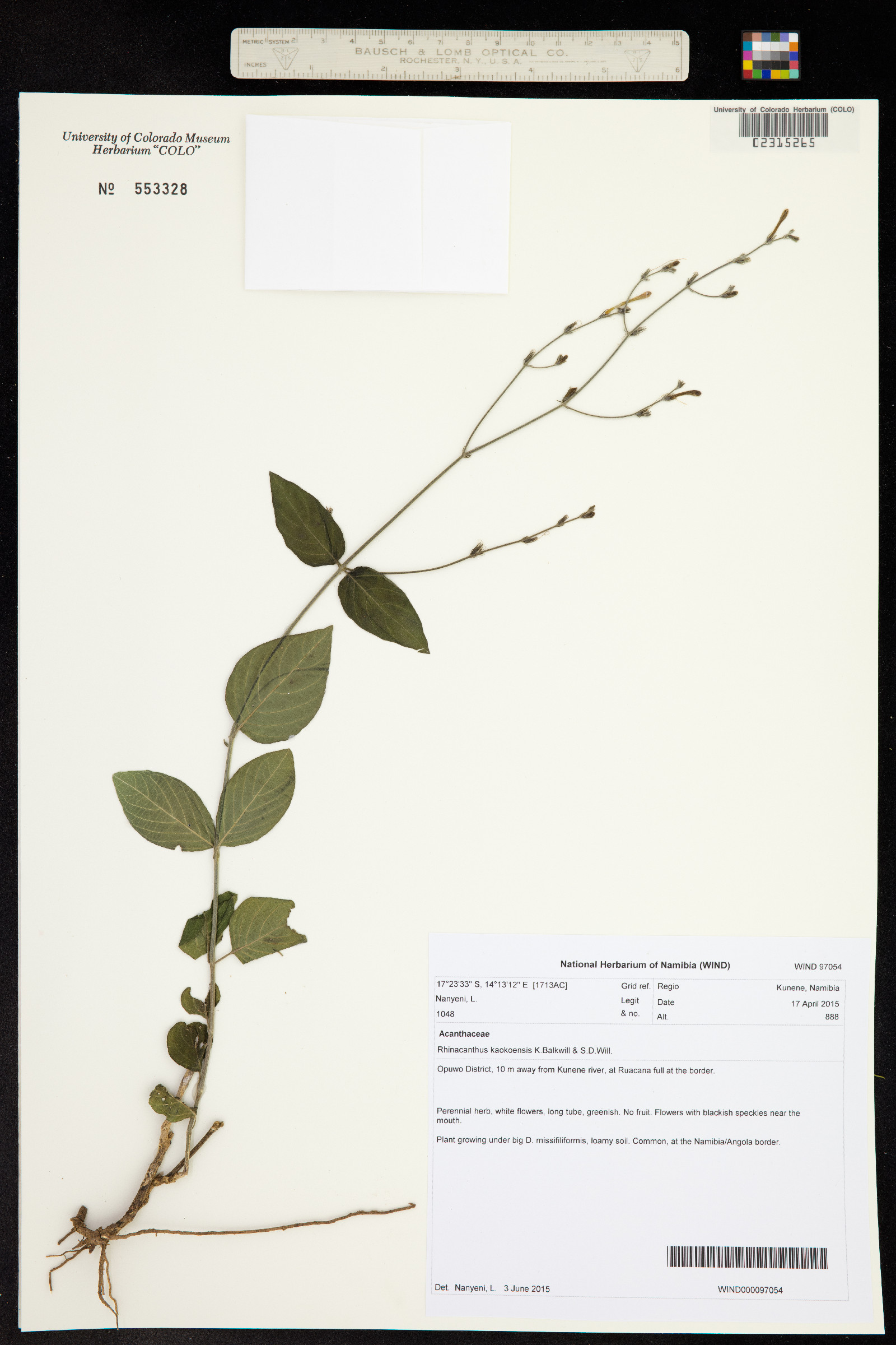 Rhinacanthus kaokoensis image