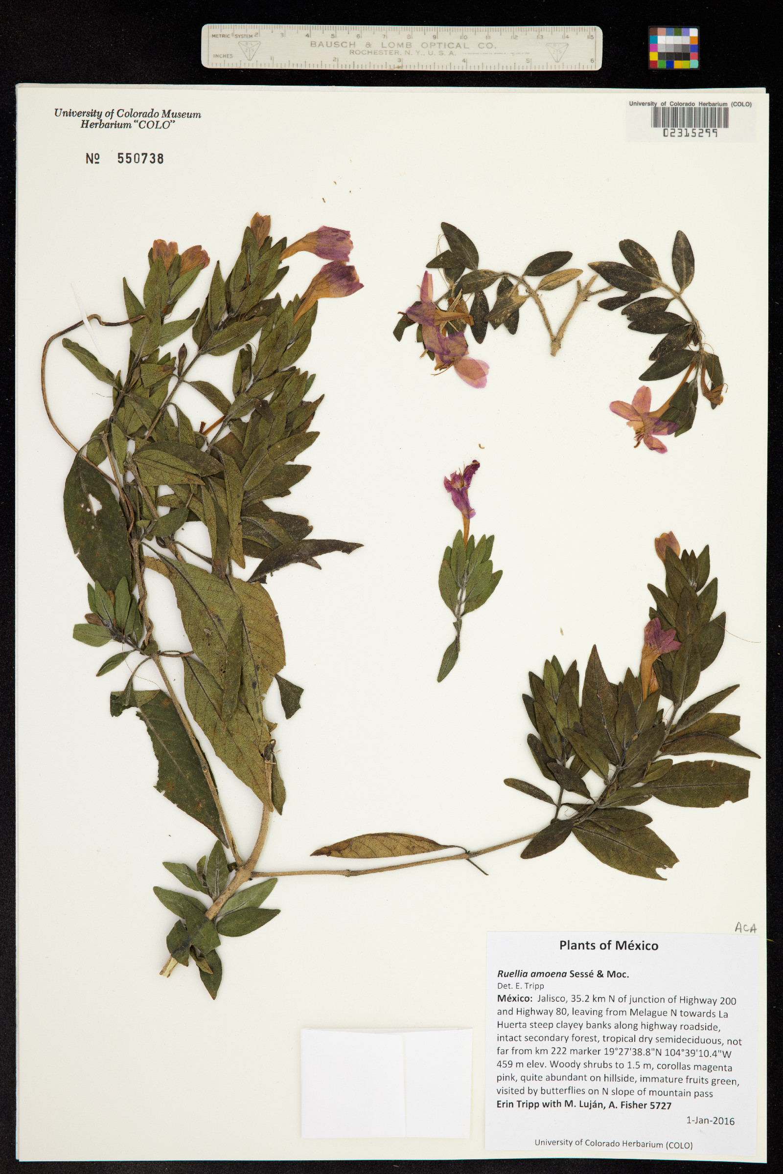 Ruellia amoena image