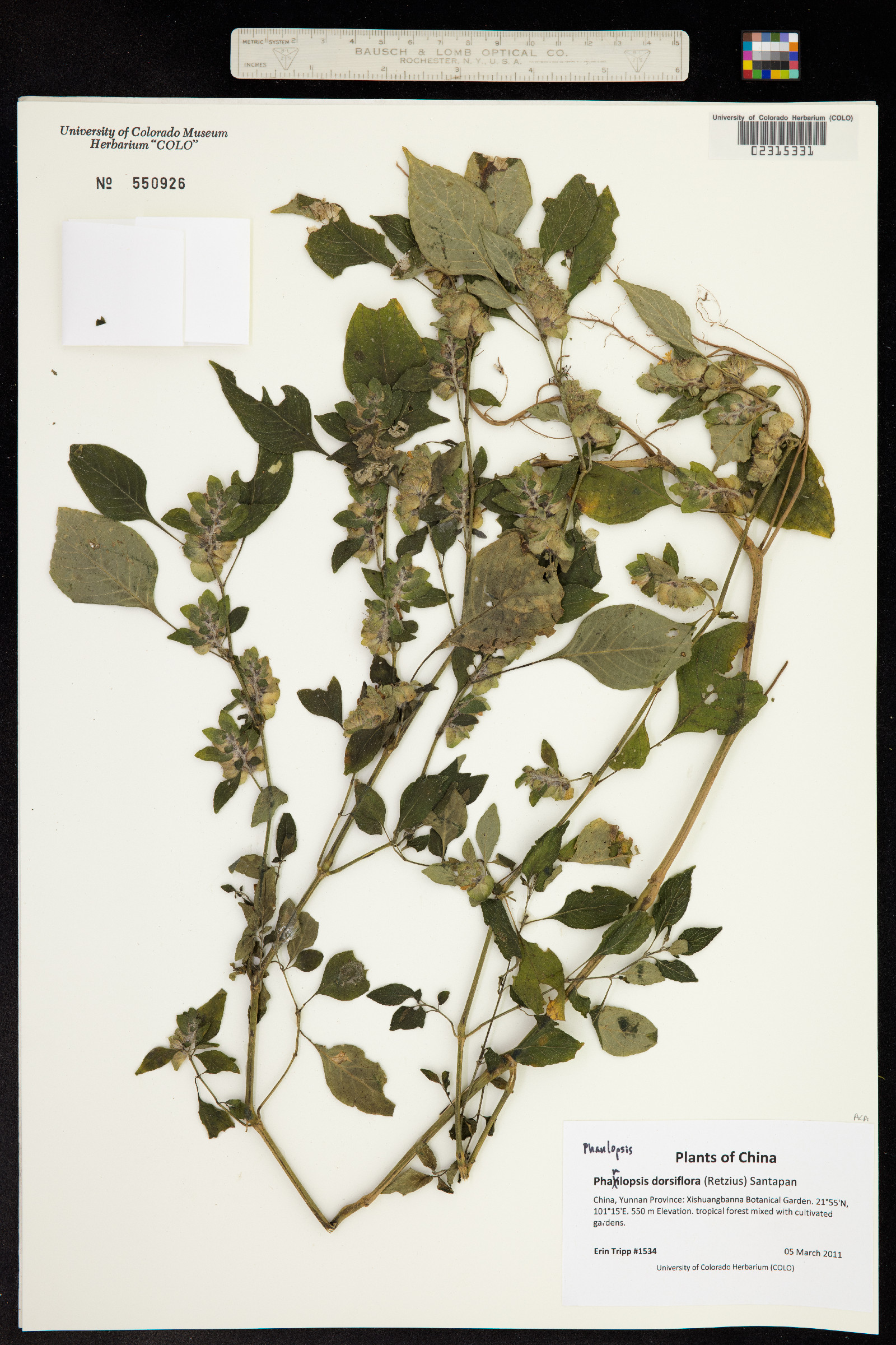 Phaulopsis imbricata image
