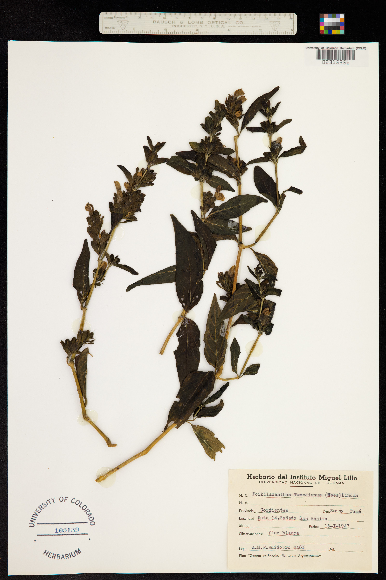 Poikilacanthus tweedianus image