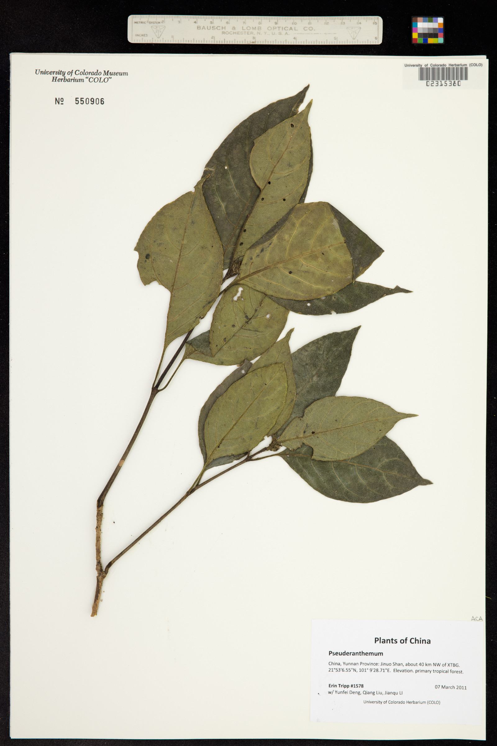 Pseuderanthemum image