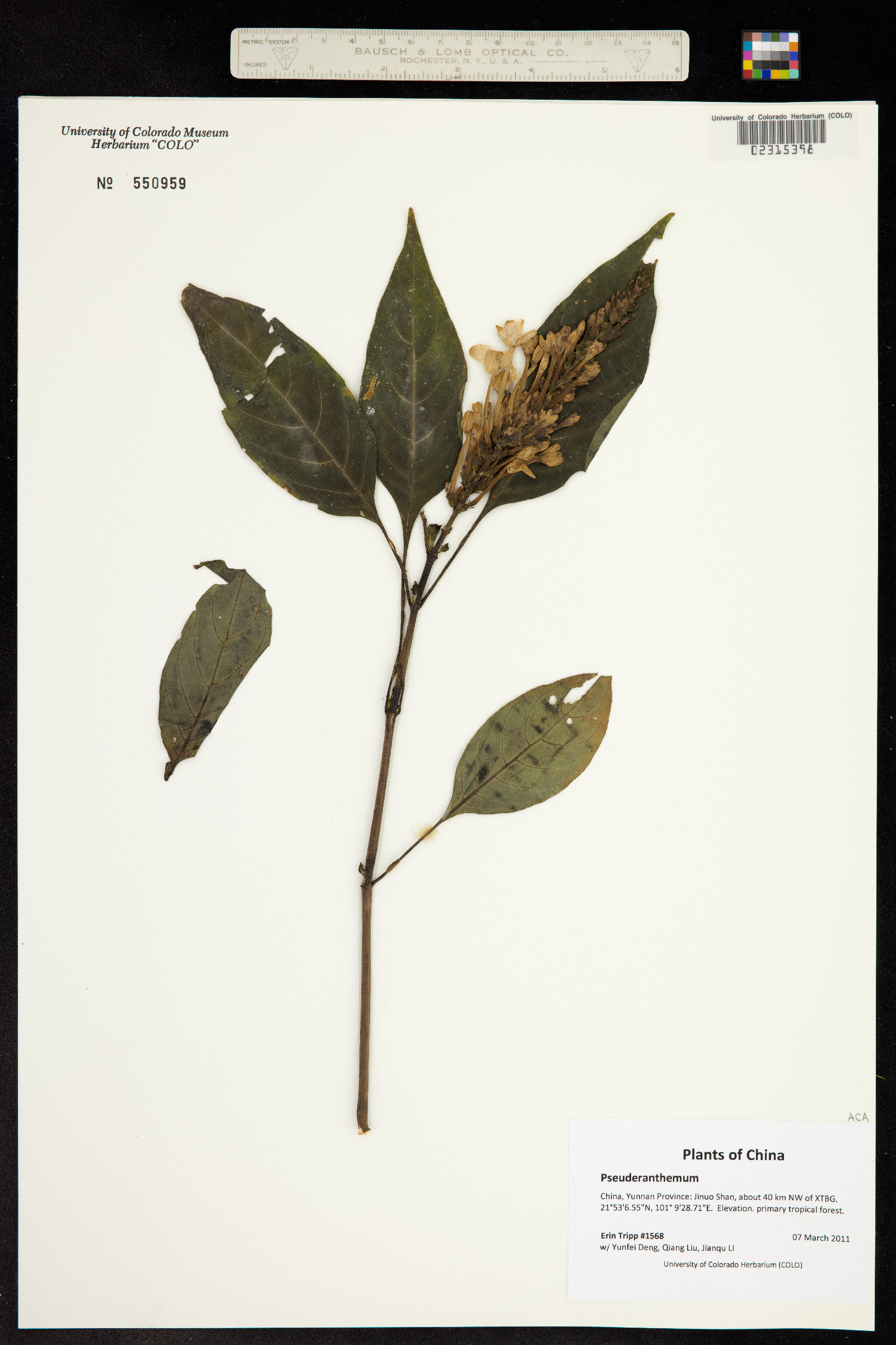 Pseuderanthemum image
