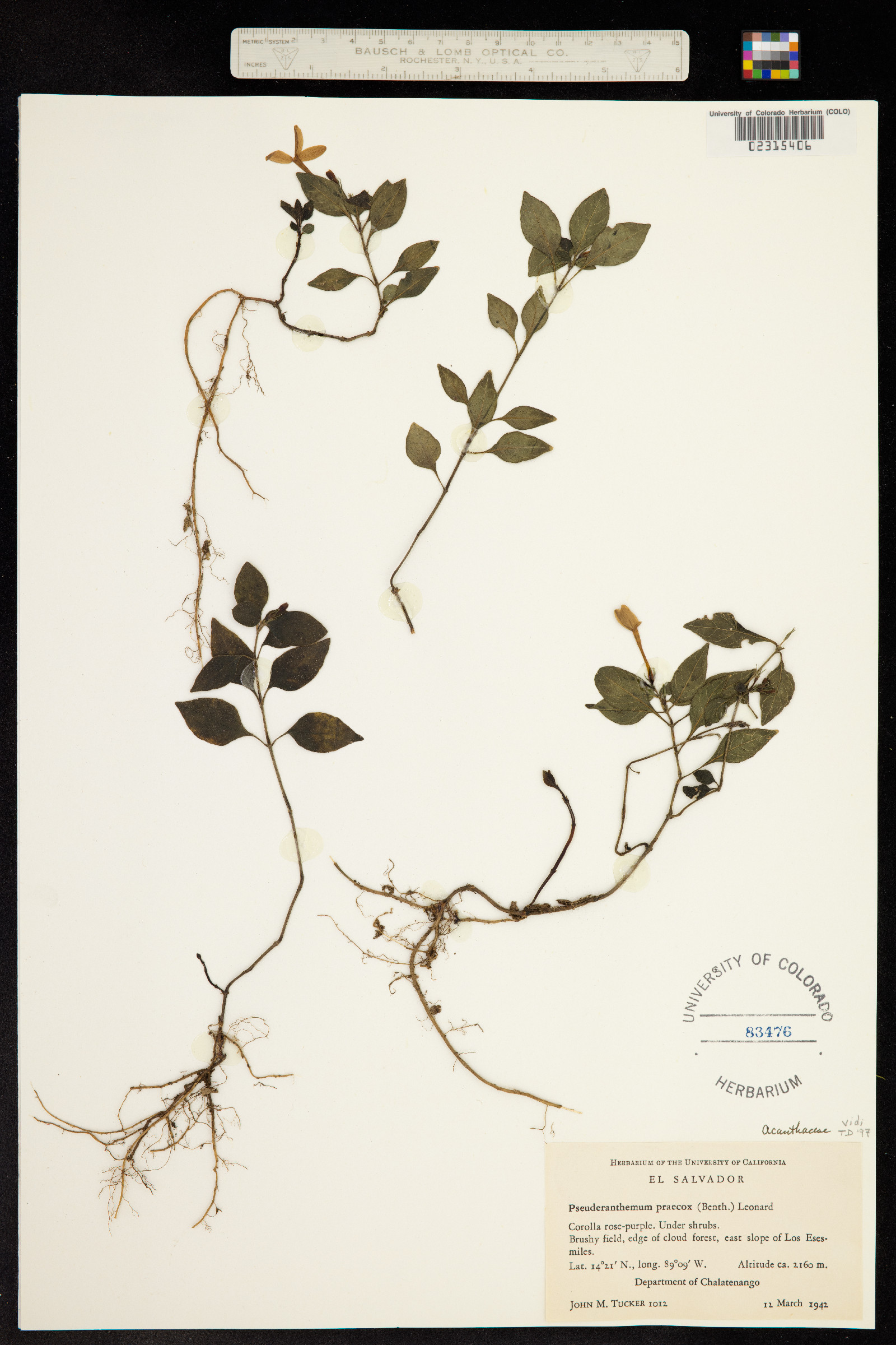 Pseuderanthemum praecox image