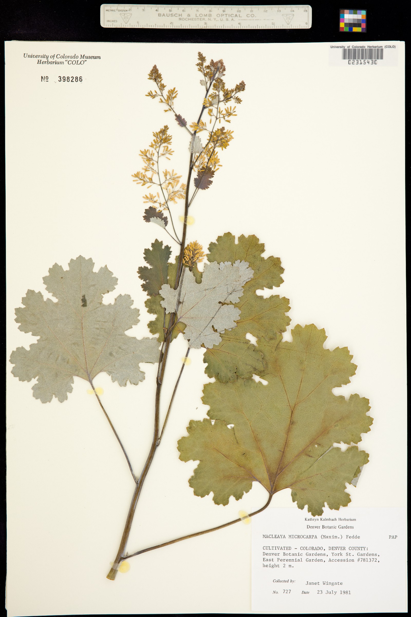 Macleaya microcarpa image