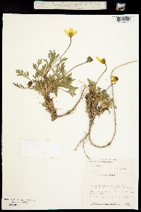 Papaver radicatum ssp. alaskanum image