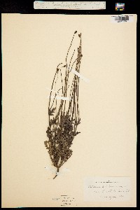 Papaver californicum image