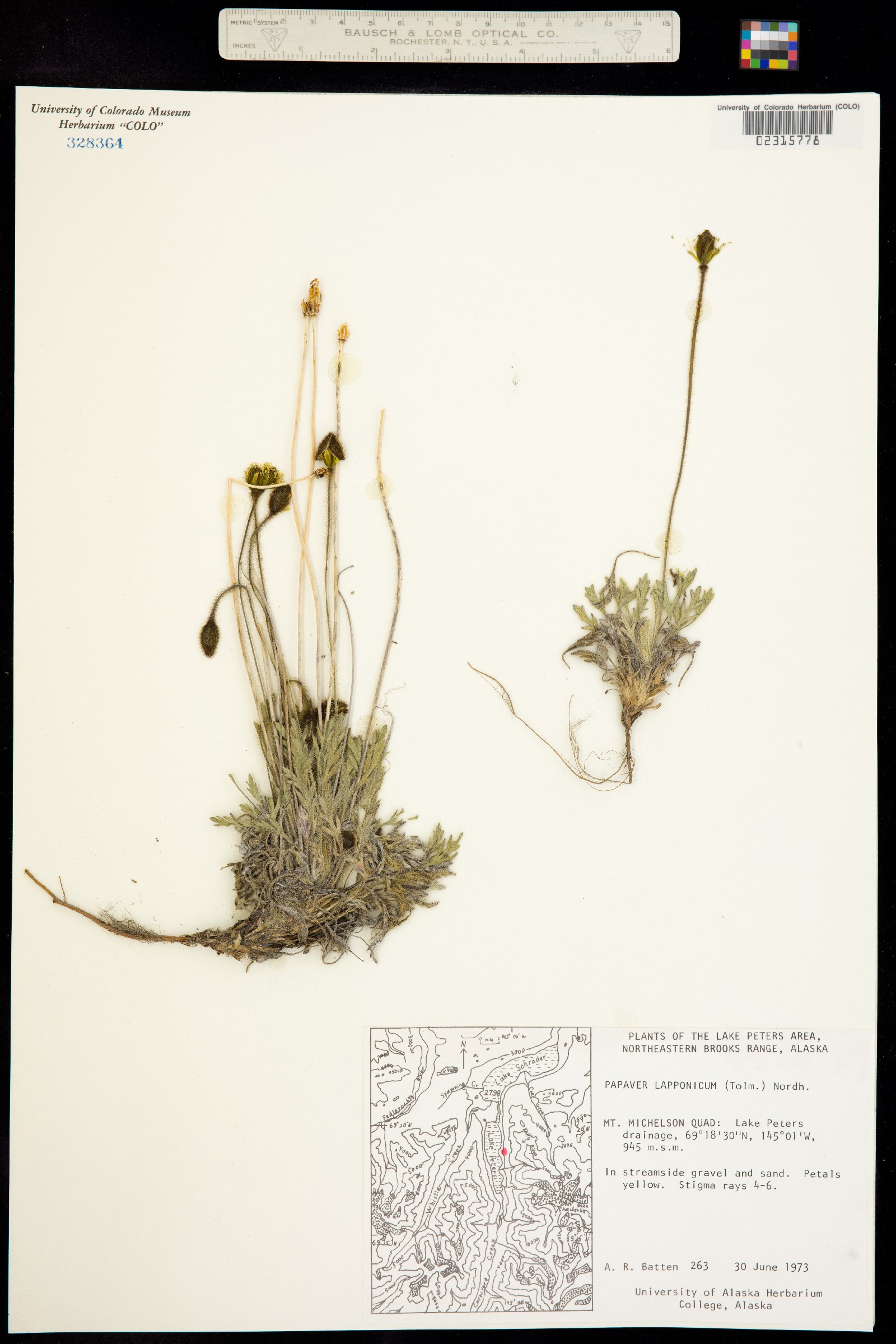 Papaver lapponicum image