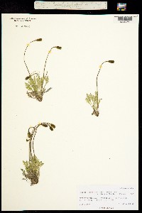 Papaver lapponicum image