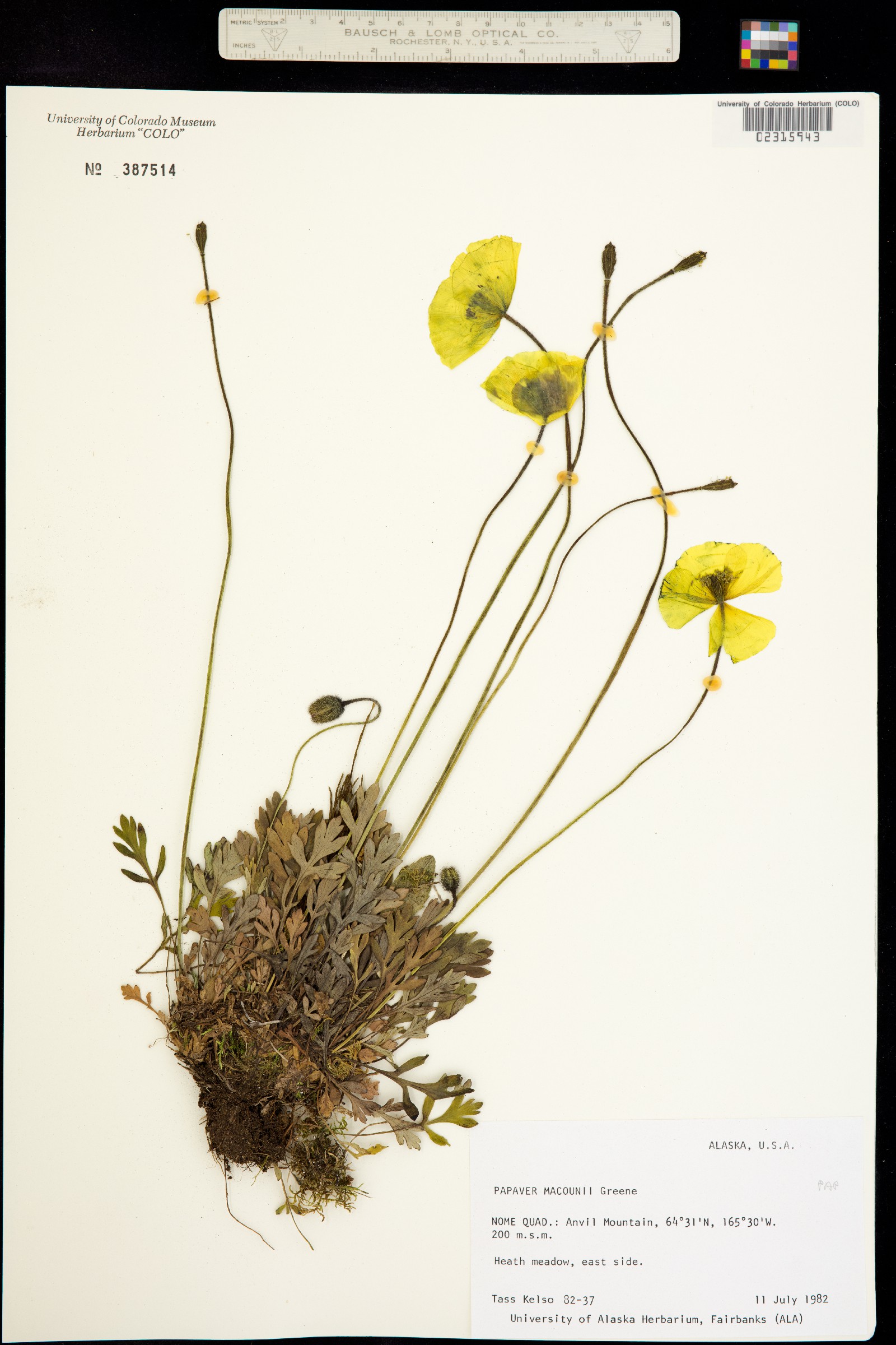 Papaver macounii image