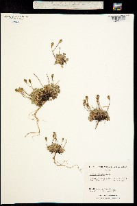 Papaver pygmaeum image