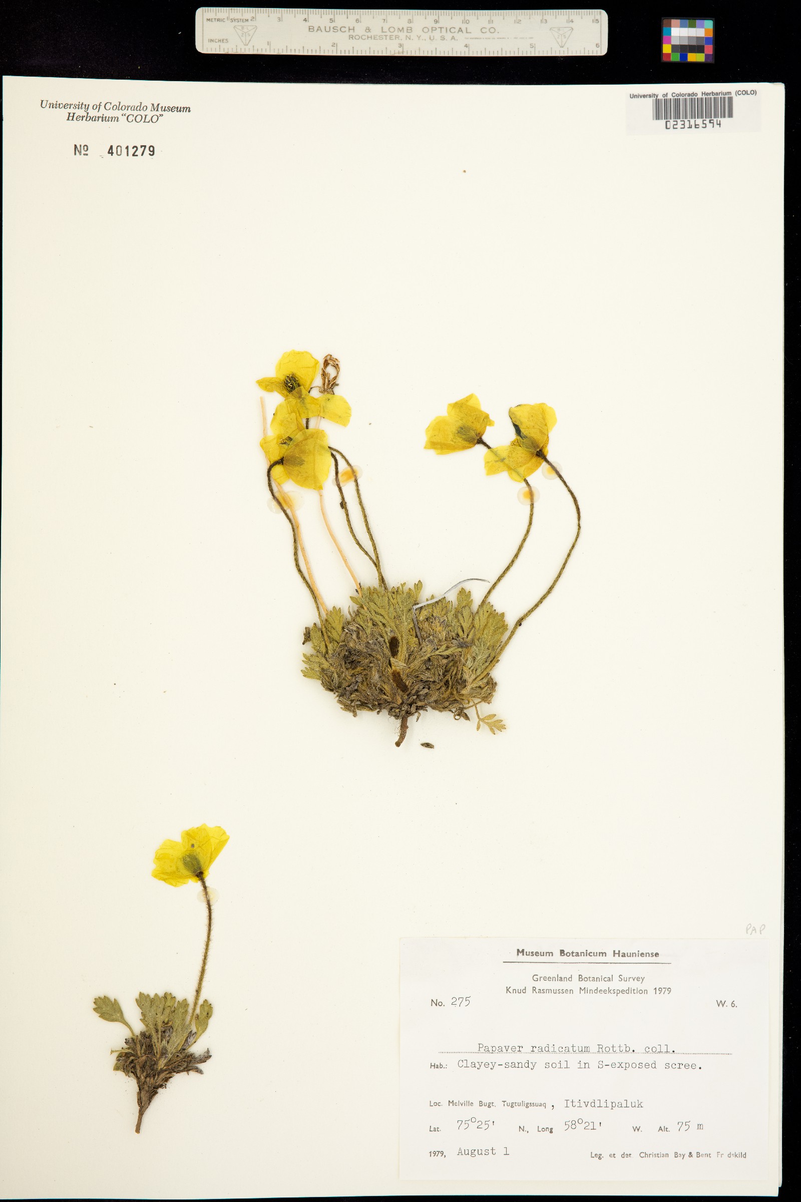 Papaver radicatum image