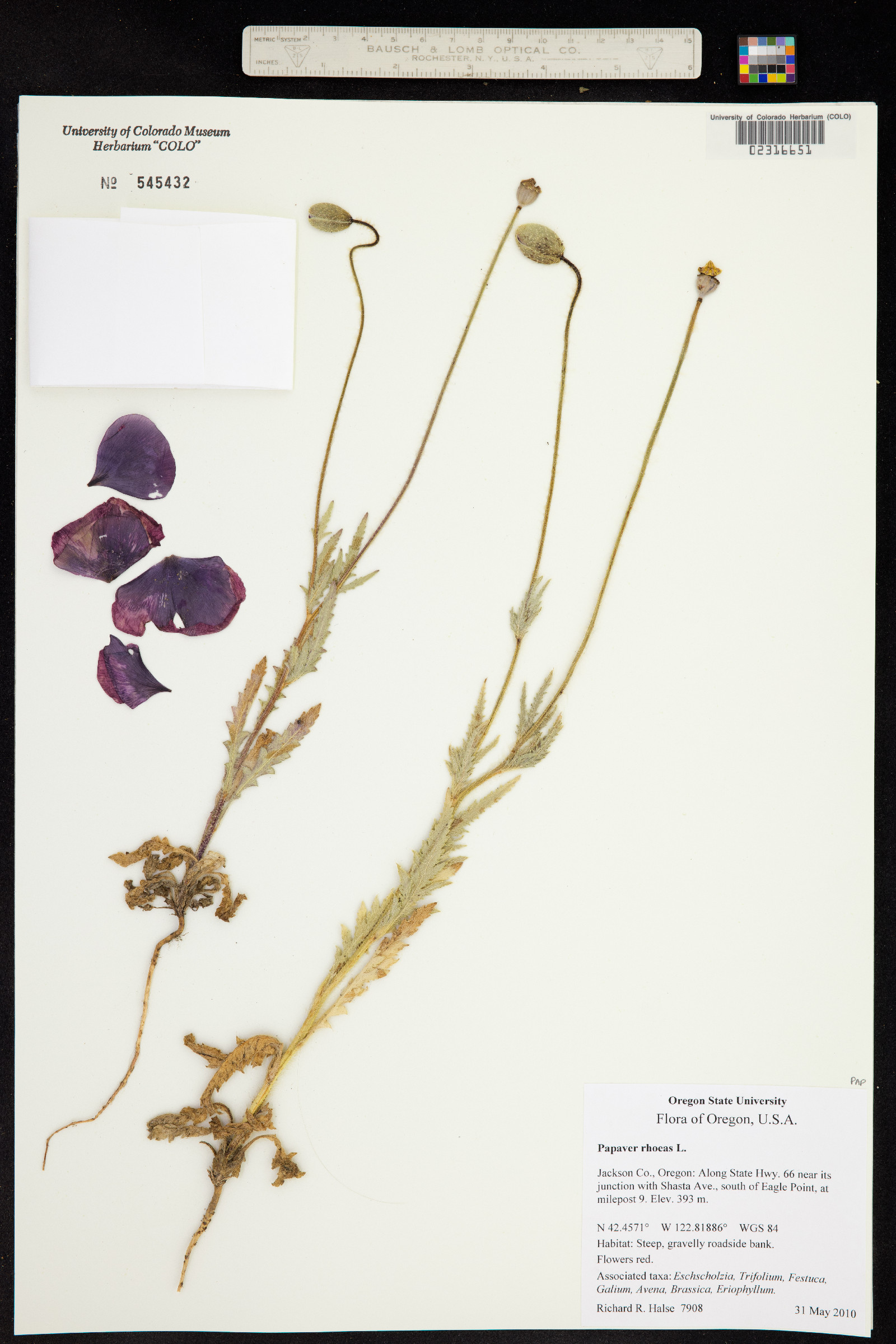 Papaver rhoeas image