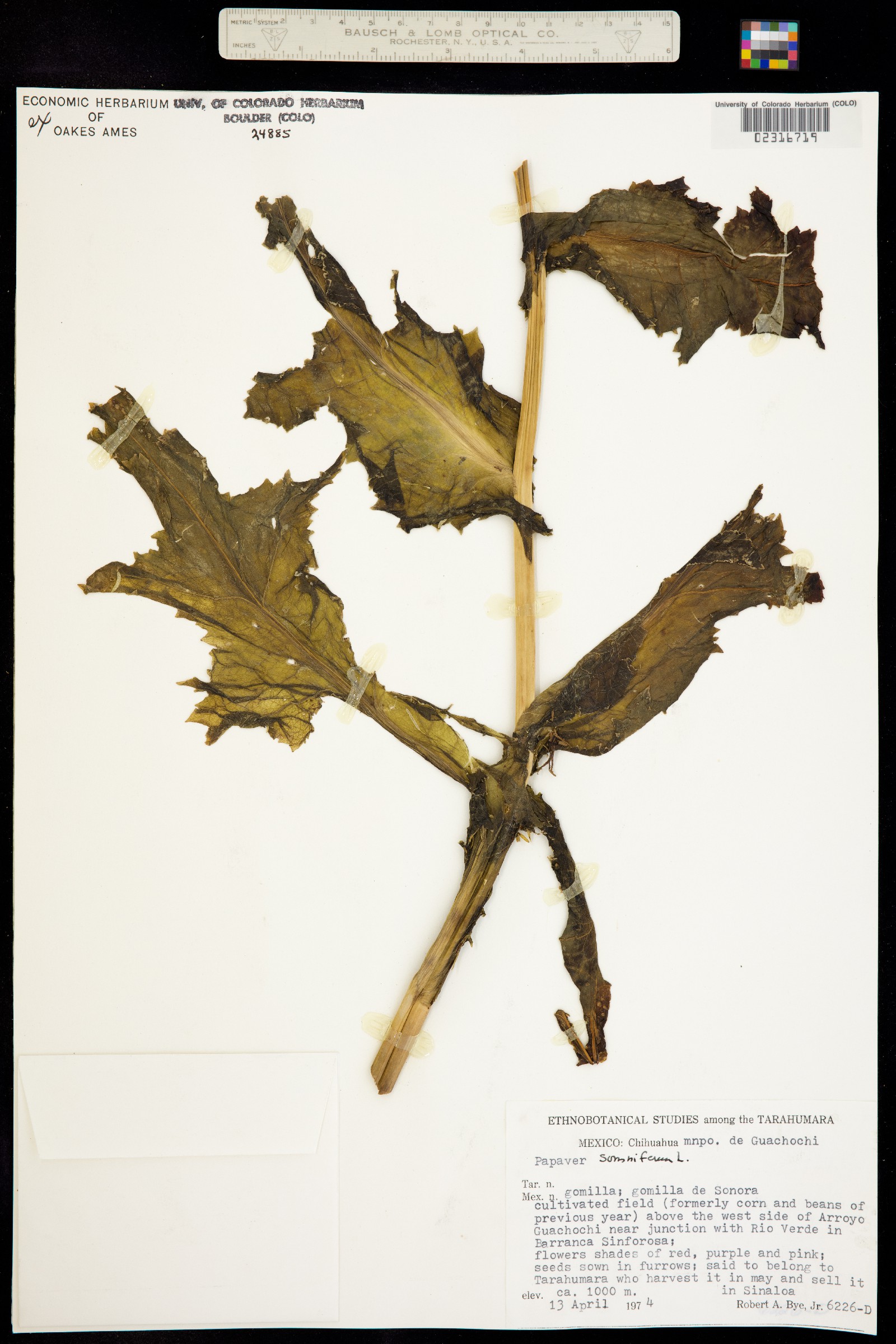 Papaver somniferum image