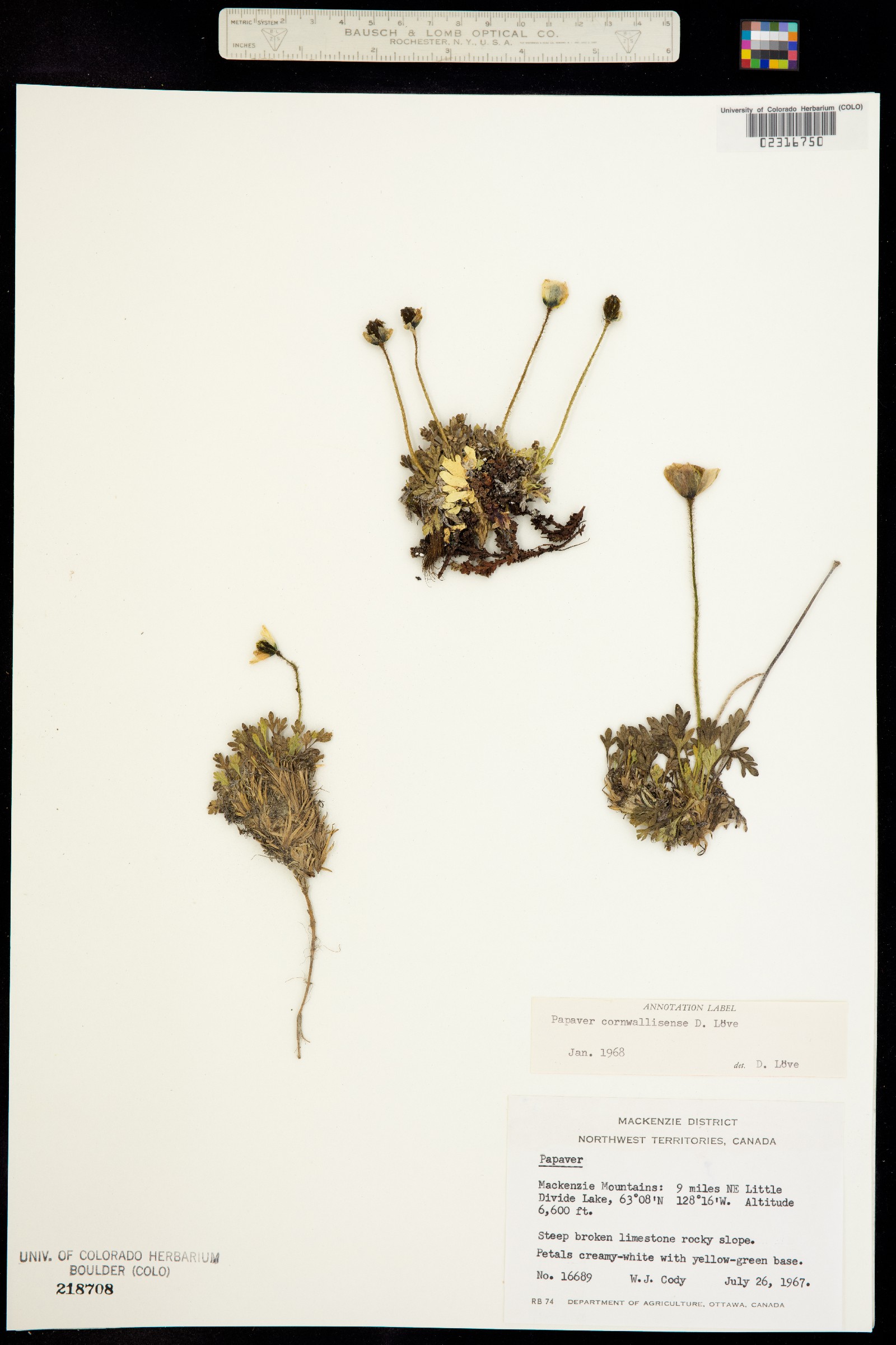 Papaver radicatum ssp. polare image