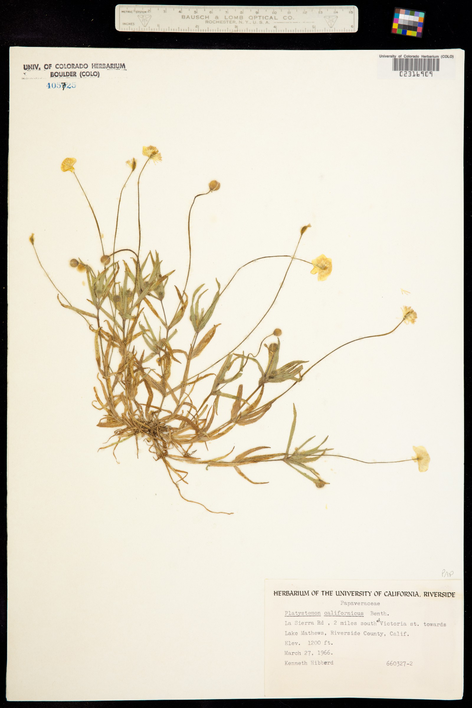 Platystemon californicus image