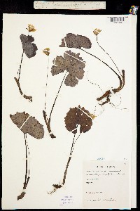 Sanguinaria canadensis image