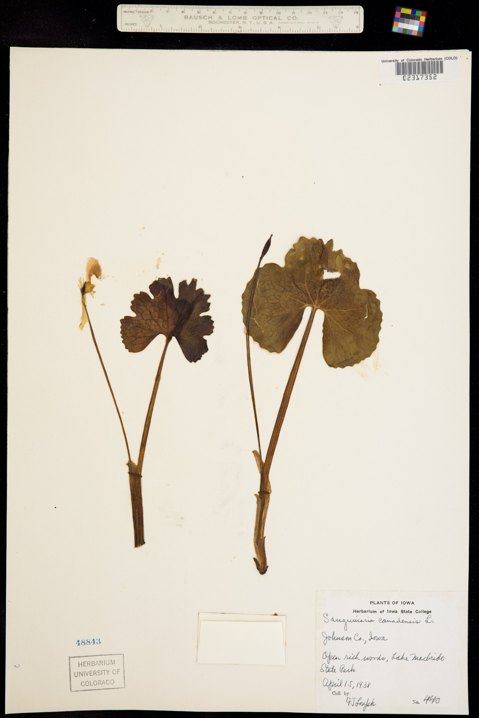 Sanguinaria canadensis image