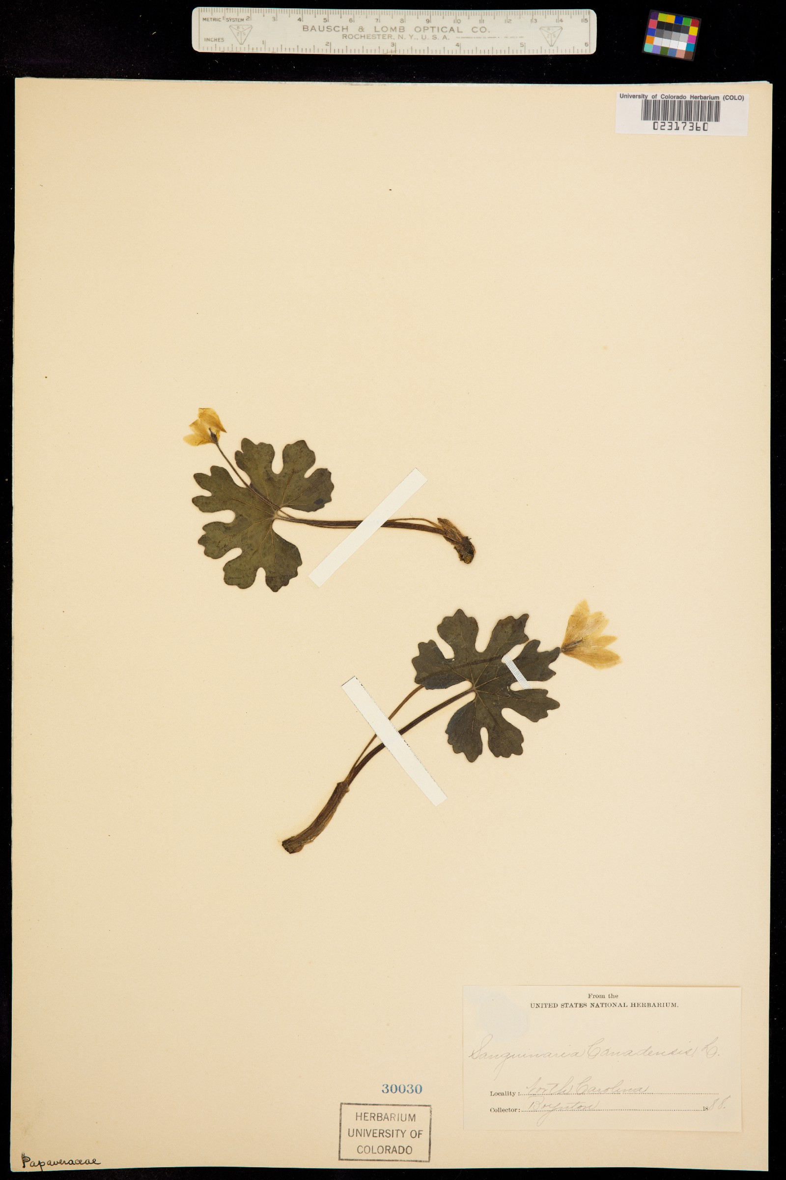 Sanguinaria canadensis image