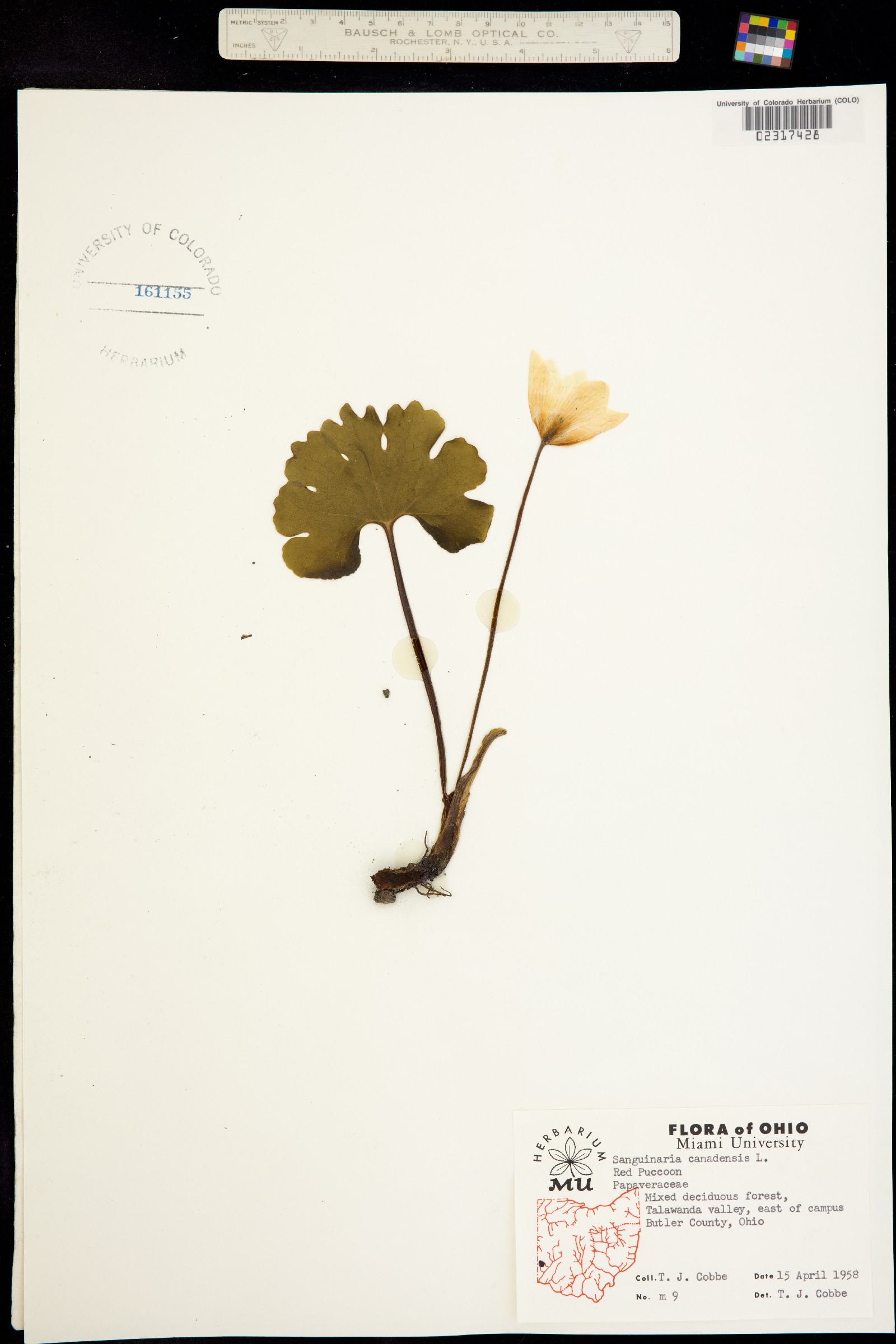 Sanguinaria image