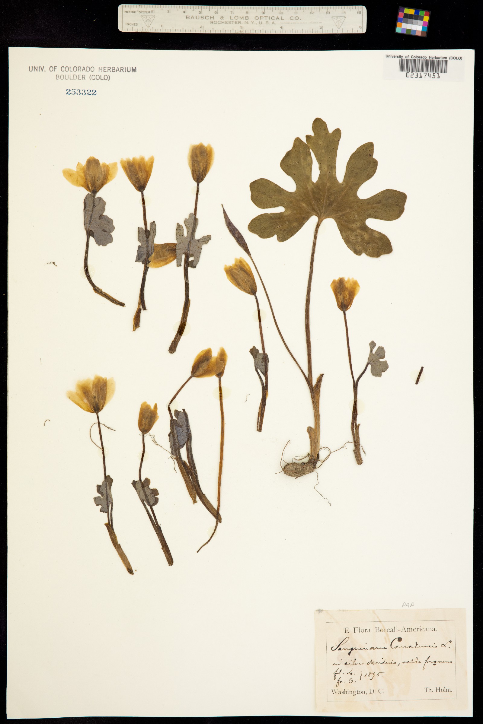 Sanguinaria image