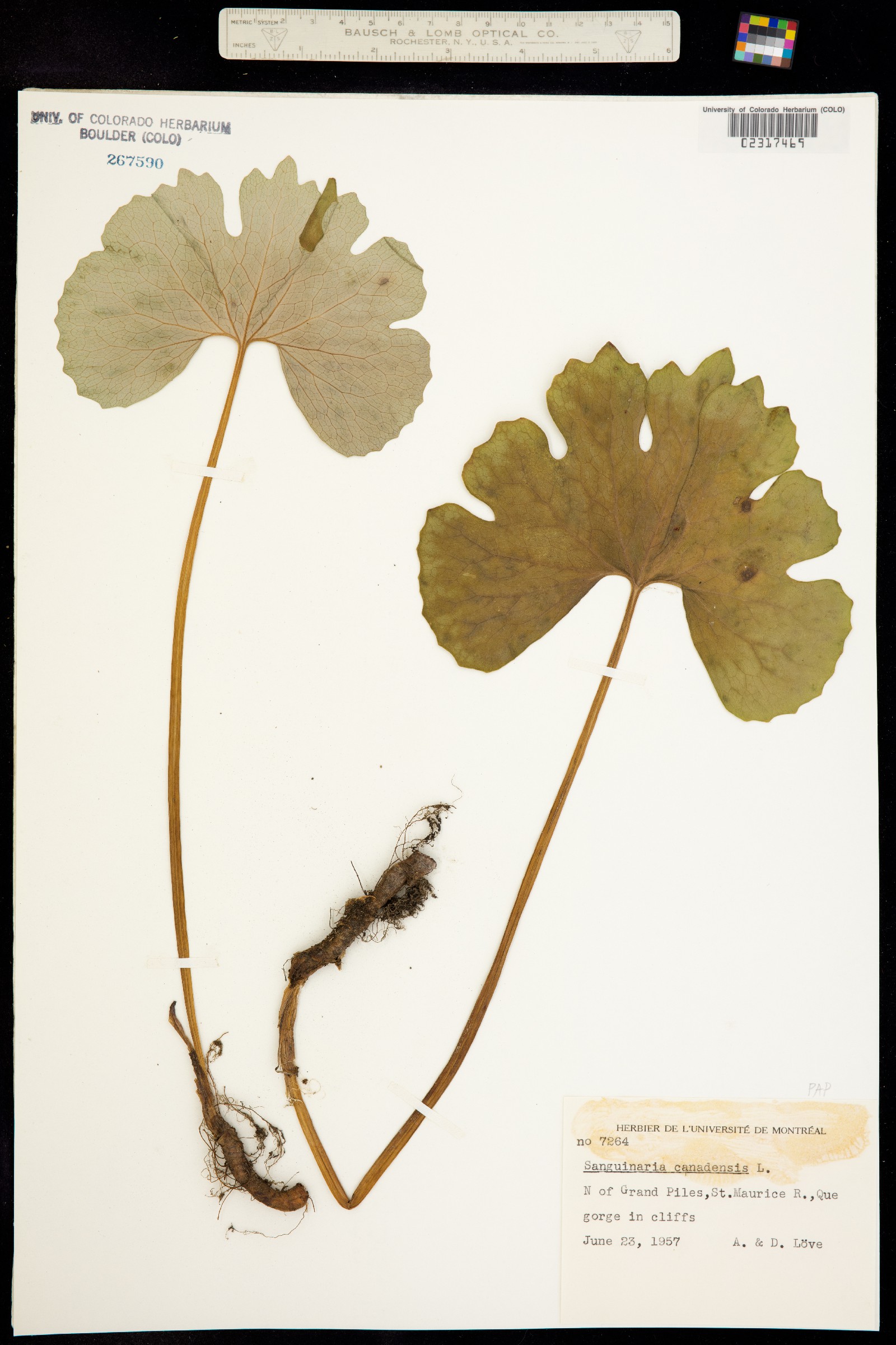 Sanguinaria canadensis image