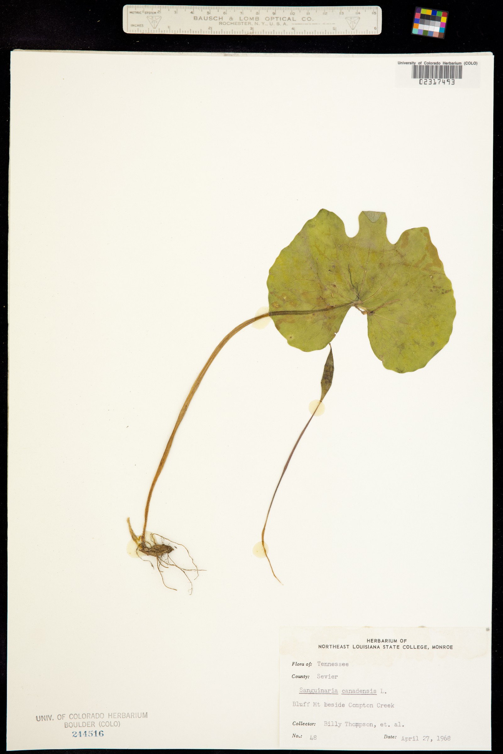 Sanguinaria canadensis image