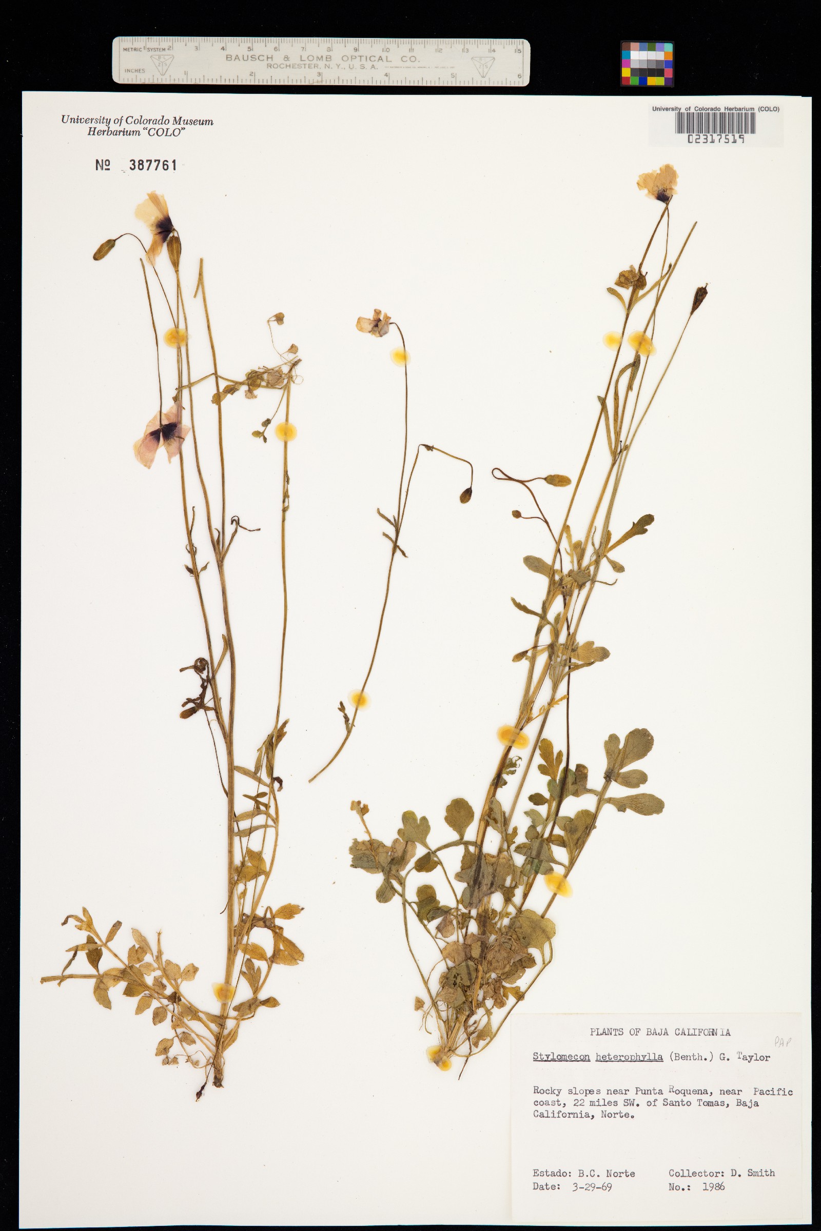 Stylomecon heterophylla image