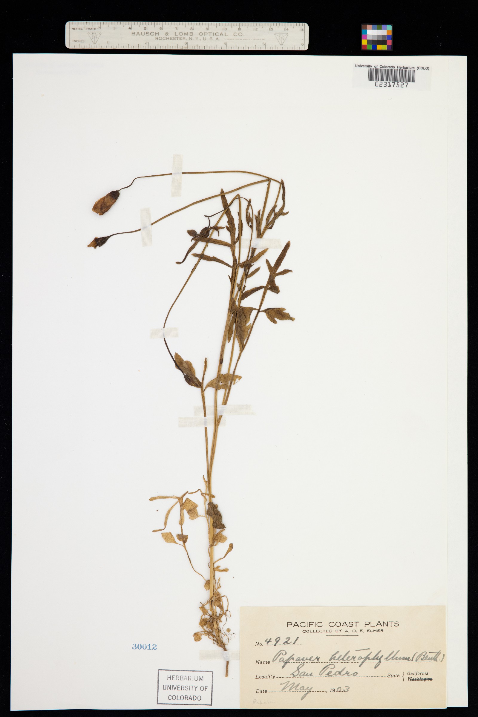 Papaver heterophyllum image