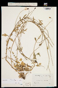 Papaver heterophyllum image