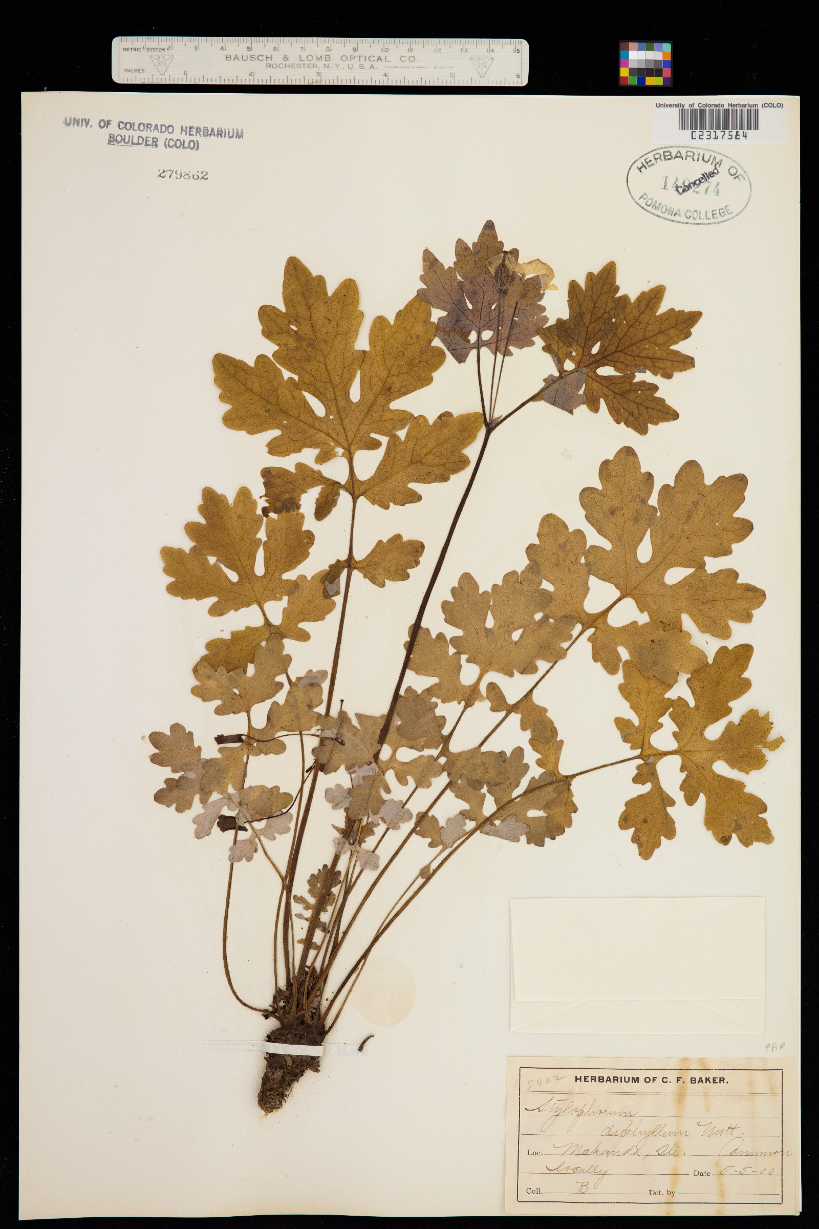 Stylophorum image