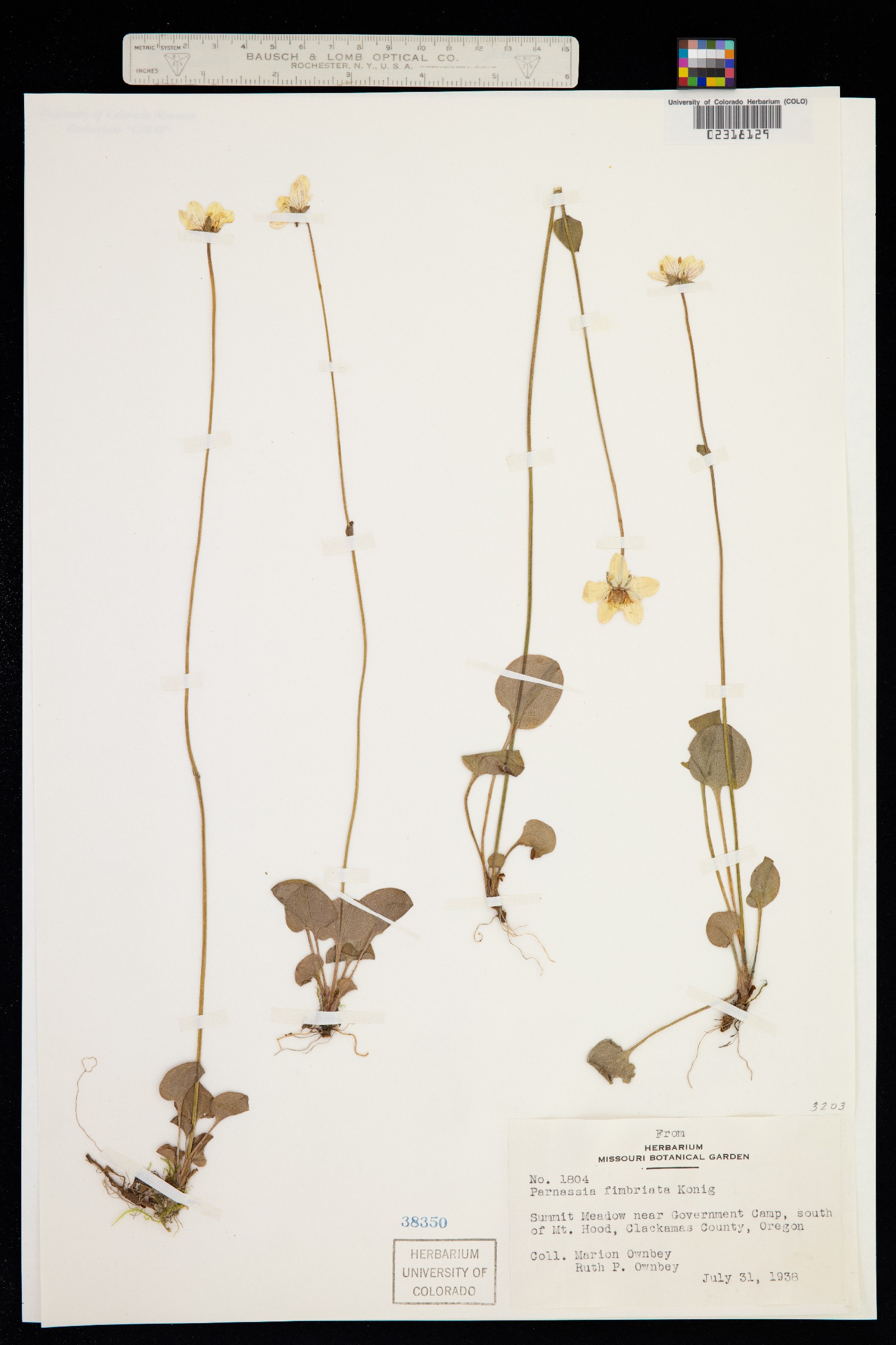 Parnassia fimbriata image
