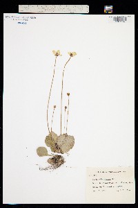 Image of Parnassia glauca