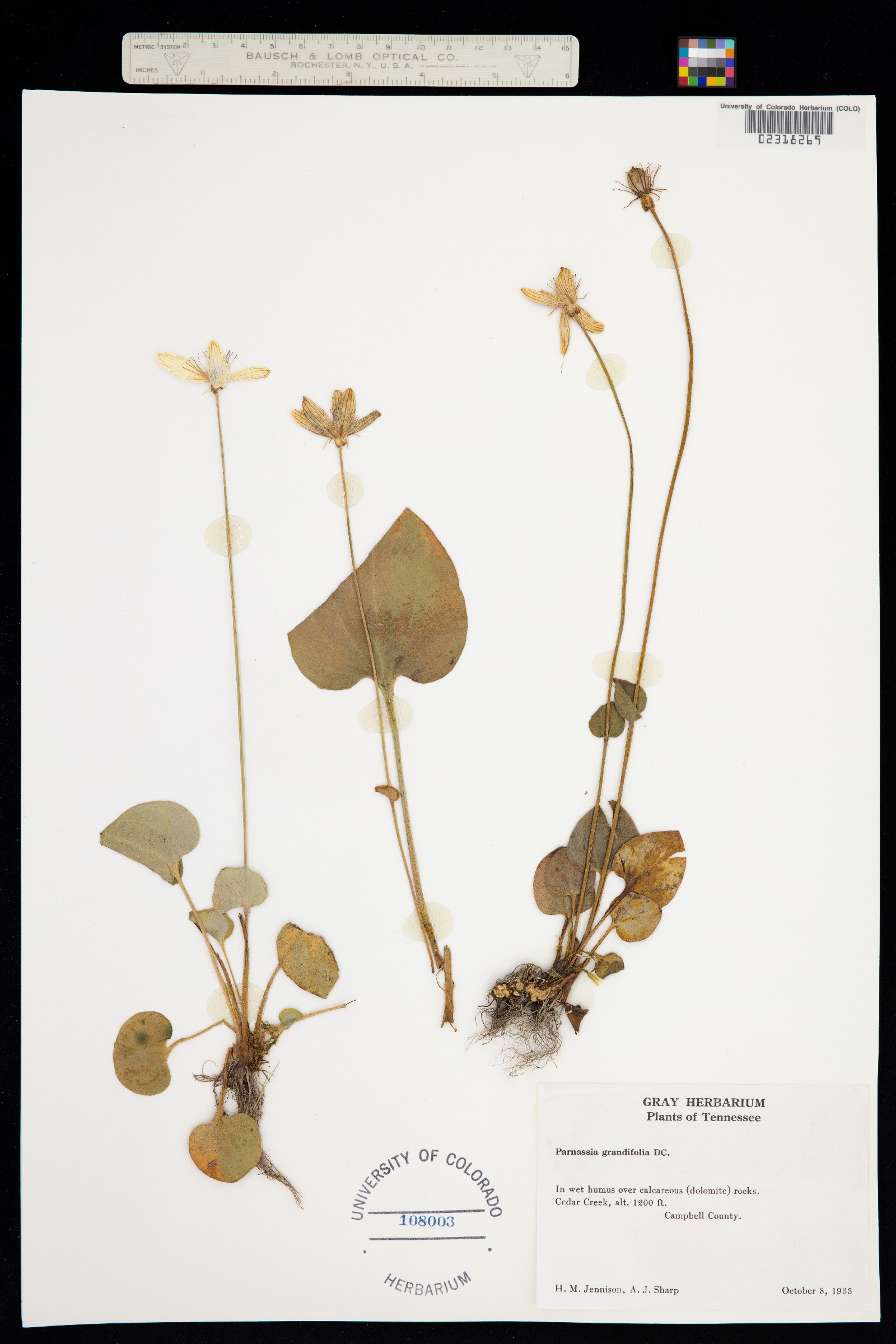 Parnassia grandifolia image