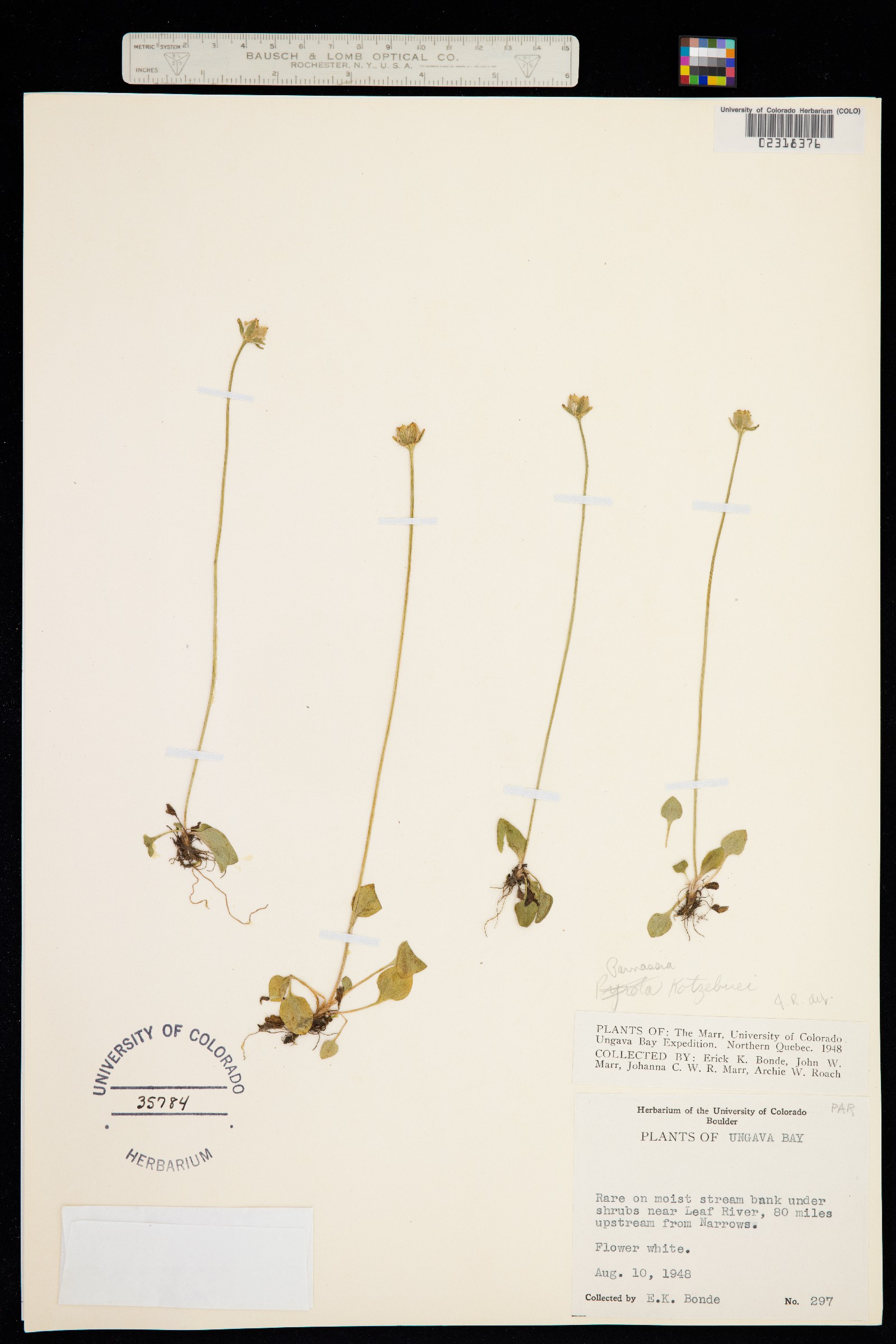 Parnassia kotzebuei image