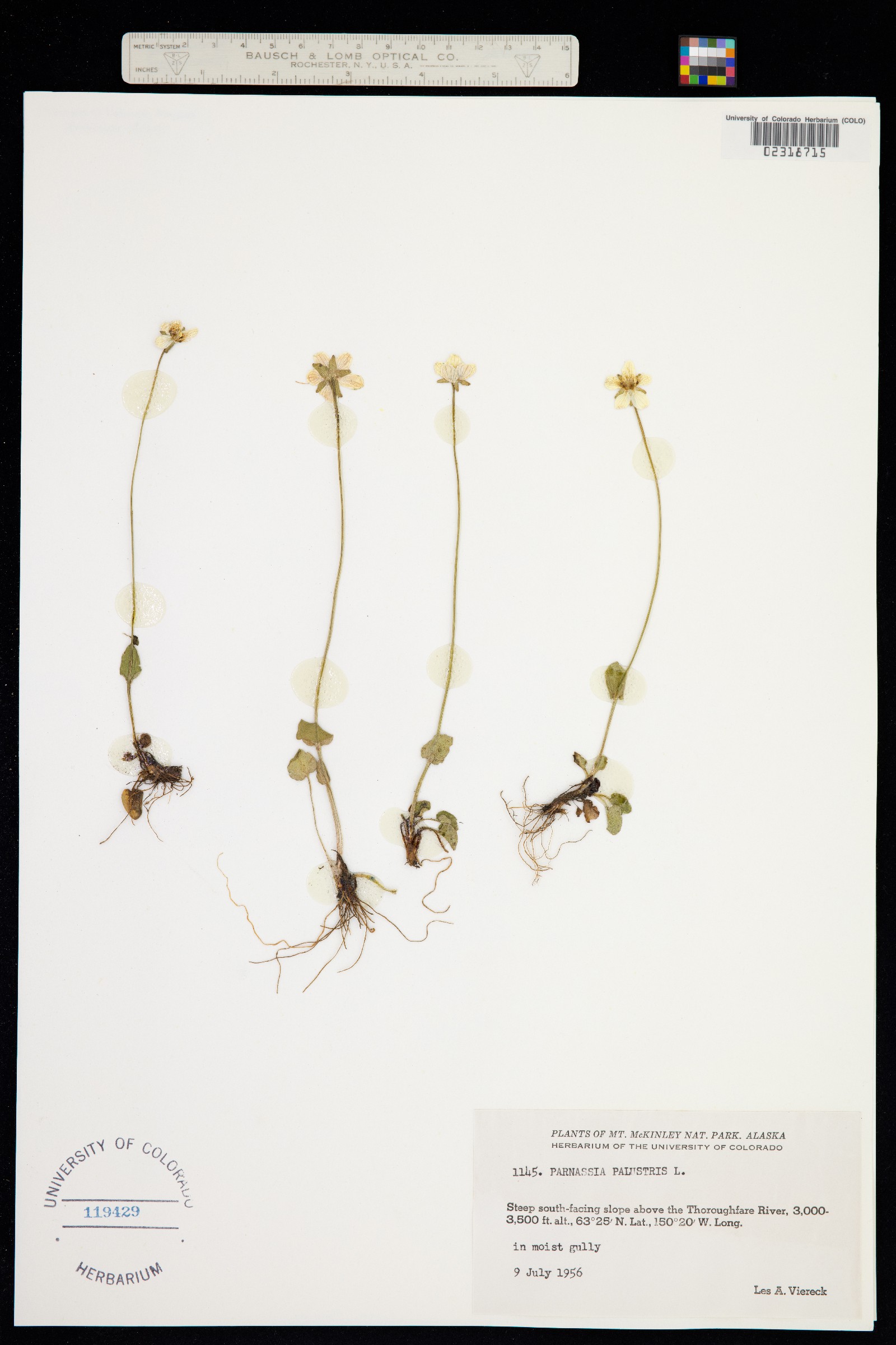 Parnassia palustris image