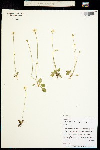 Parnassia parviflora image