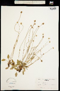 Parnassia palustris var. parviflora image