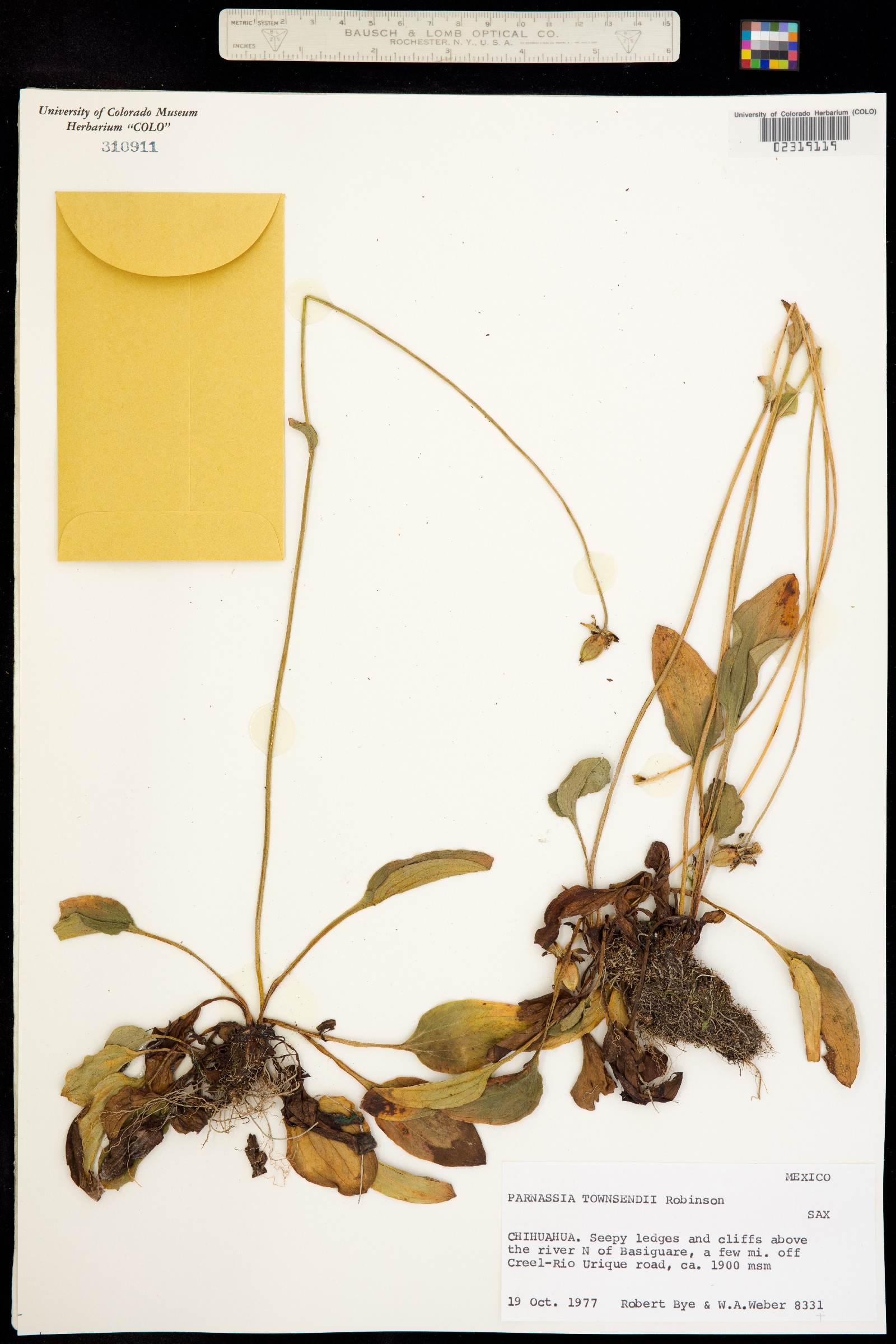 Parnassia townsendii image