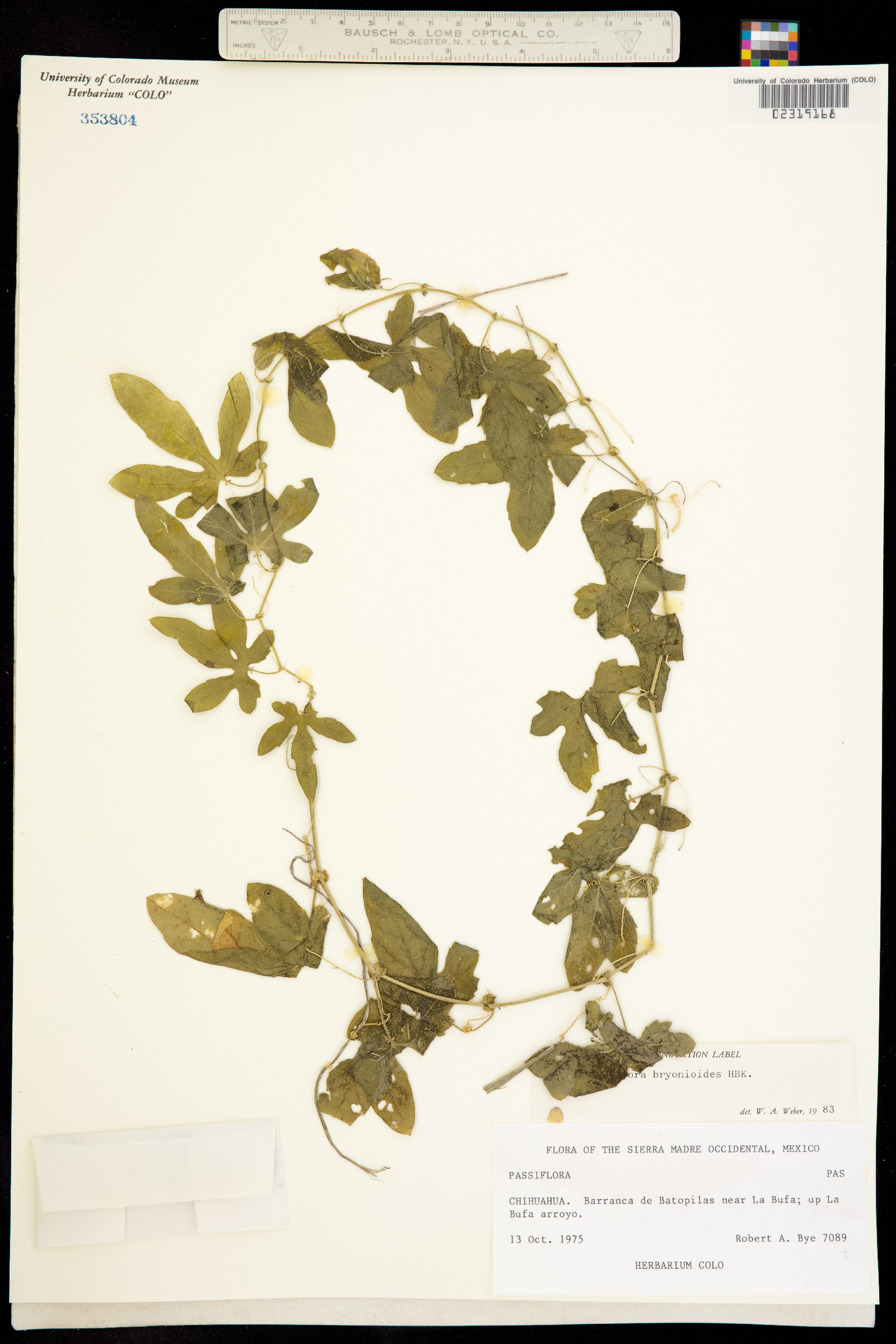 Passiflora bryonioides image