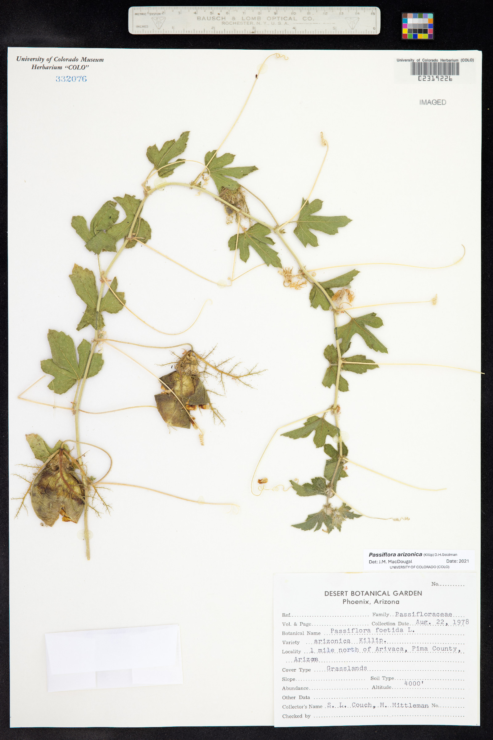 Passiflora arizonica image