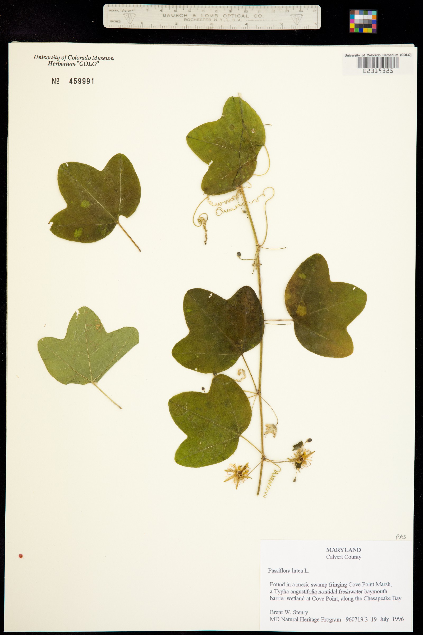 Passiflora lutea image
