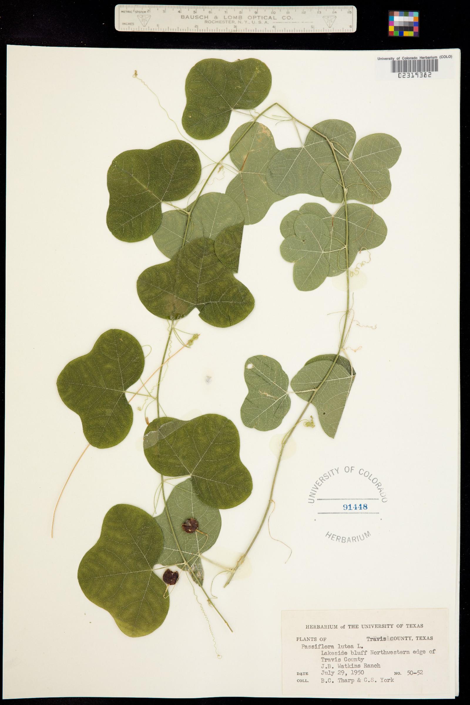 Passiflora lutea image