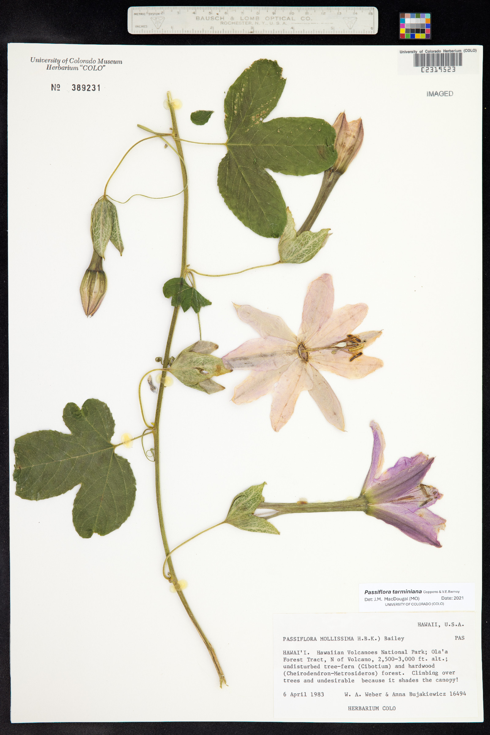 Passiflora tarminiana image