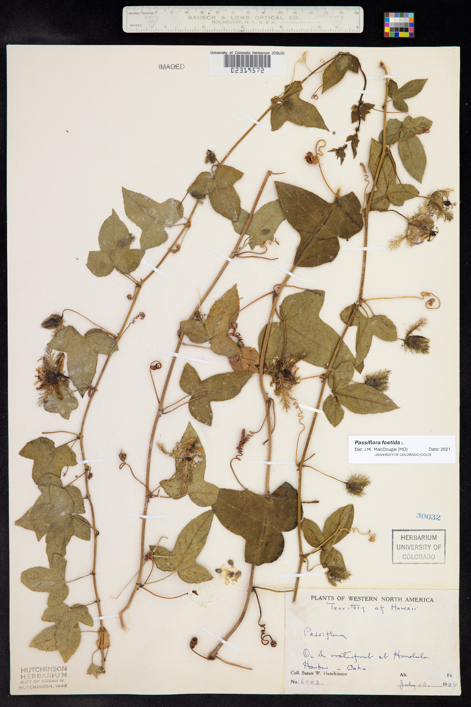 Passiflora foetida image