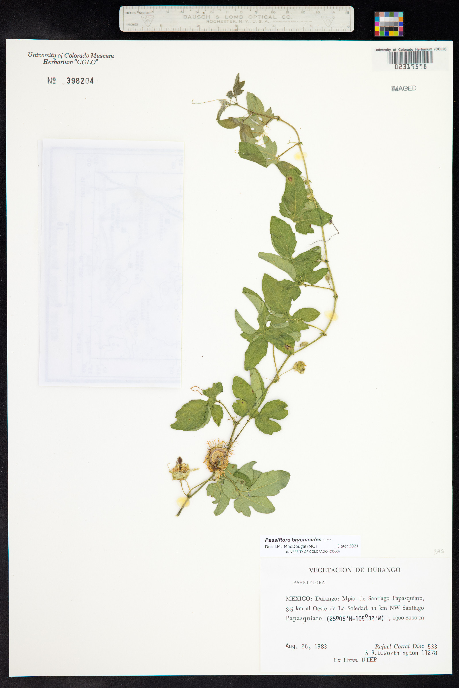 Passiflora bryonioides image