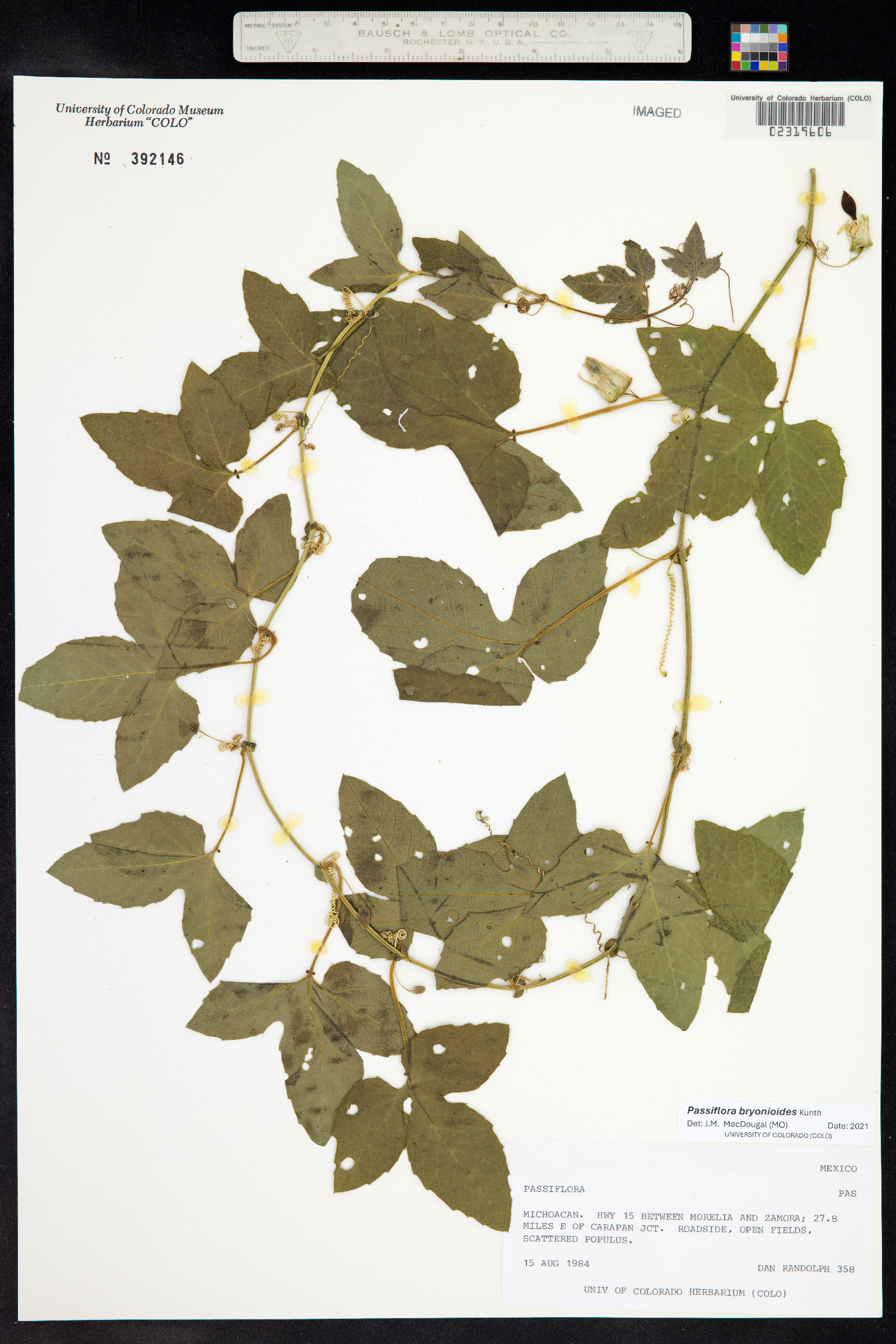 Passiflora bryonioides image