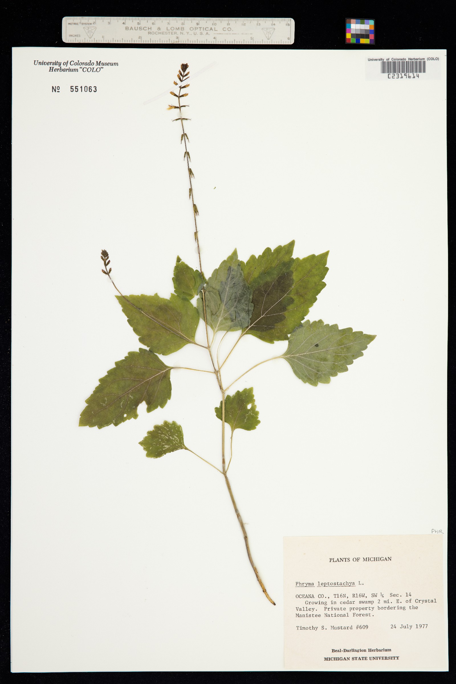 Phryma leptostachya image