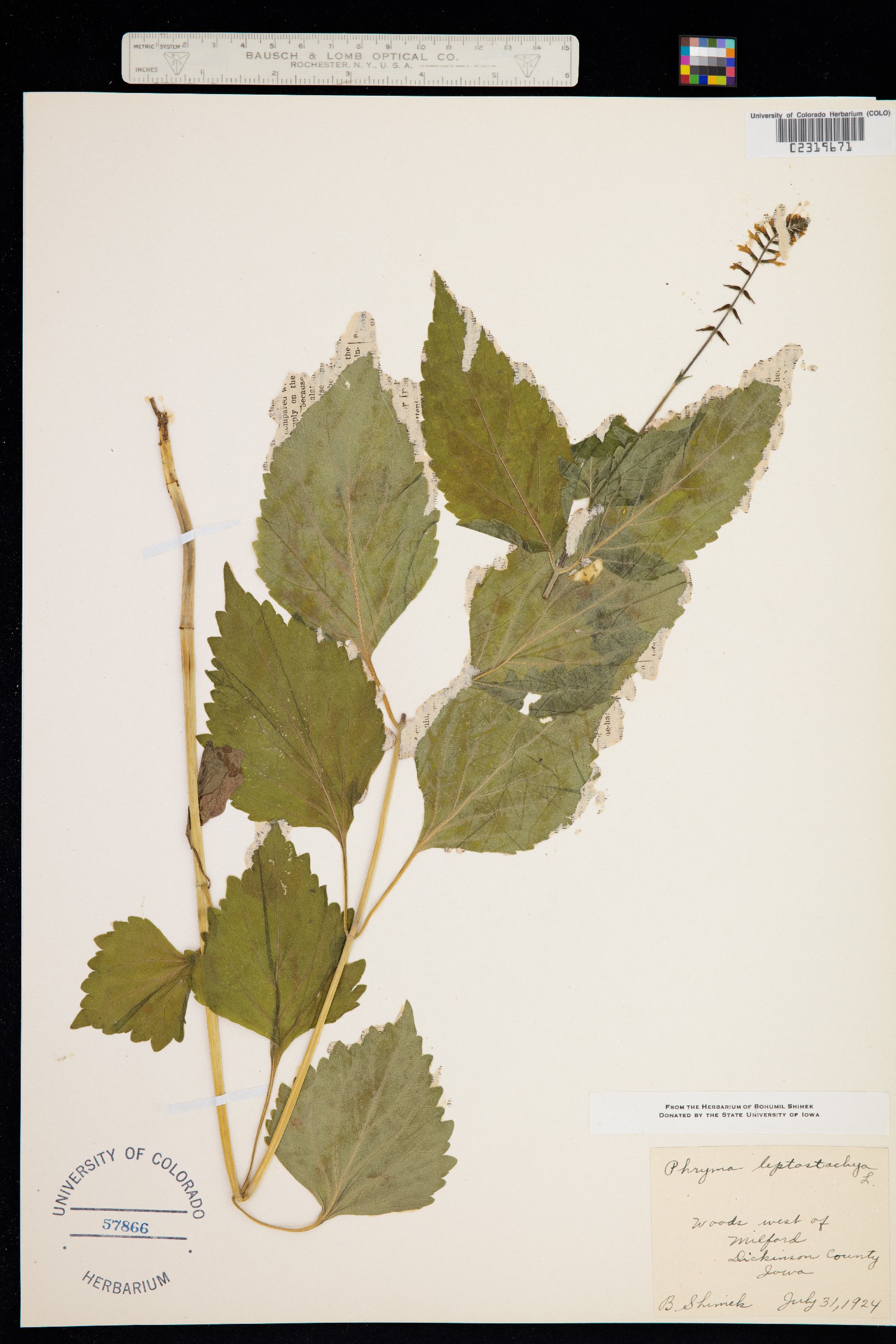 Phryma leptostachya image