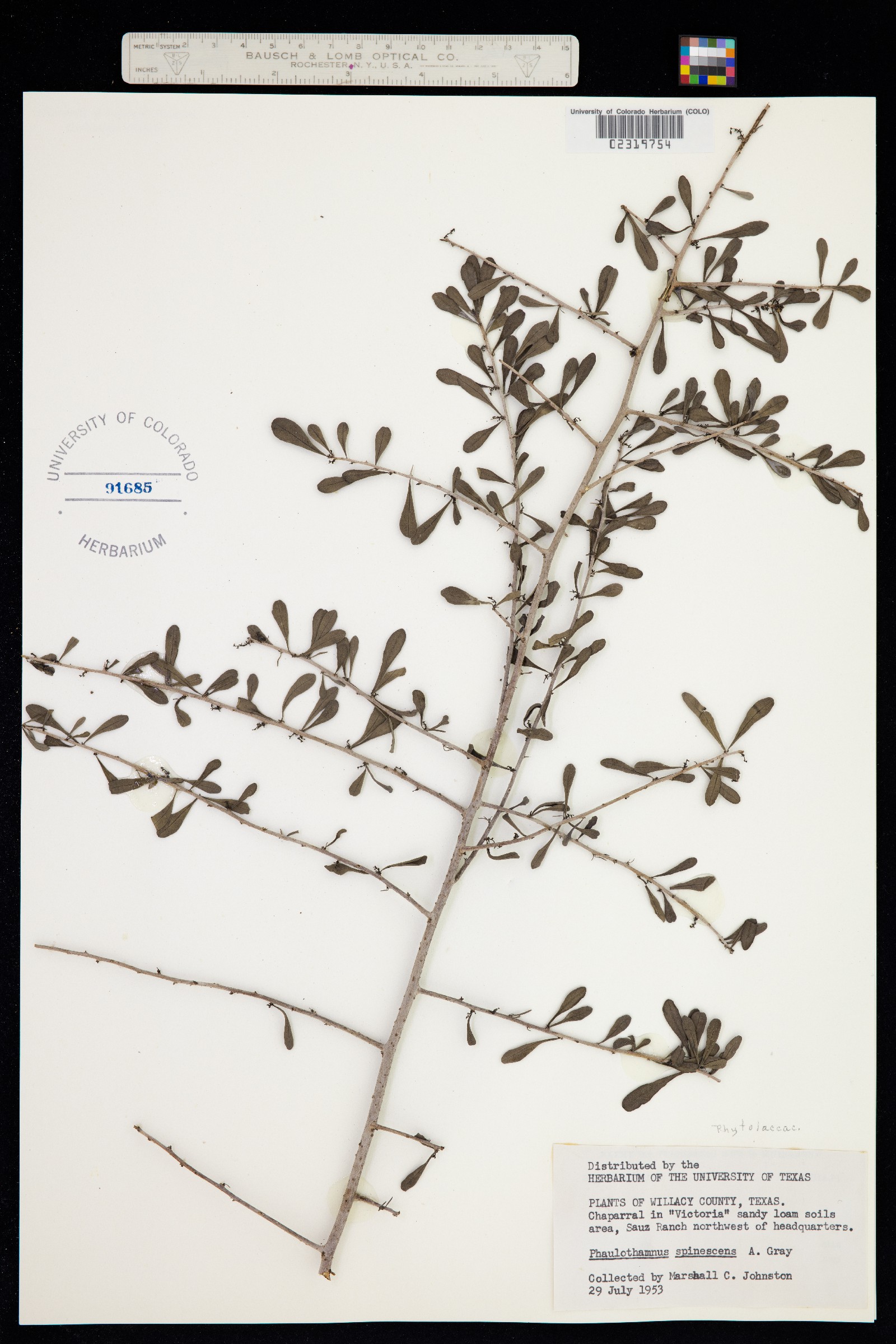 Achatocarpaceae image