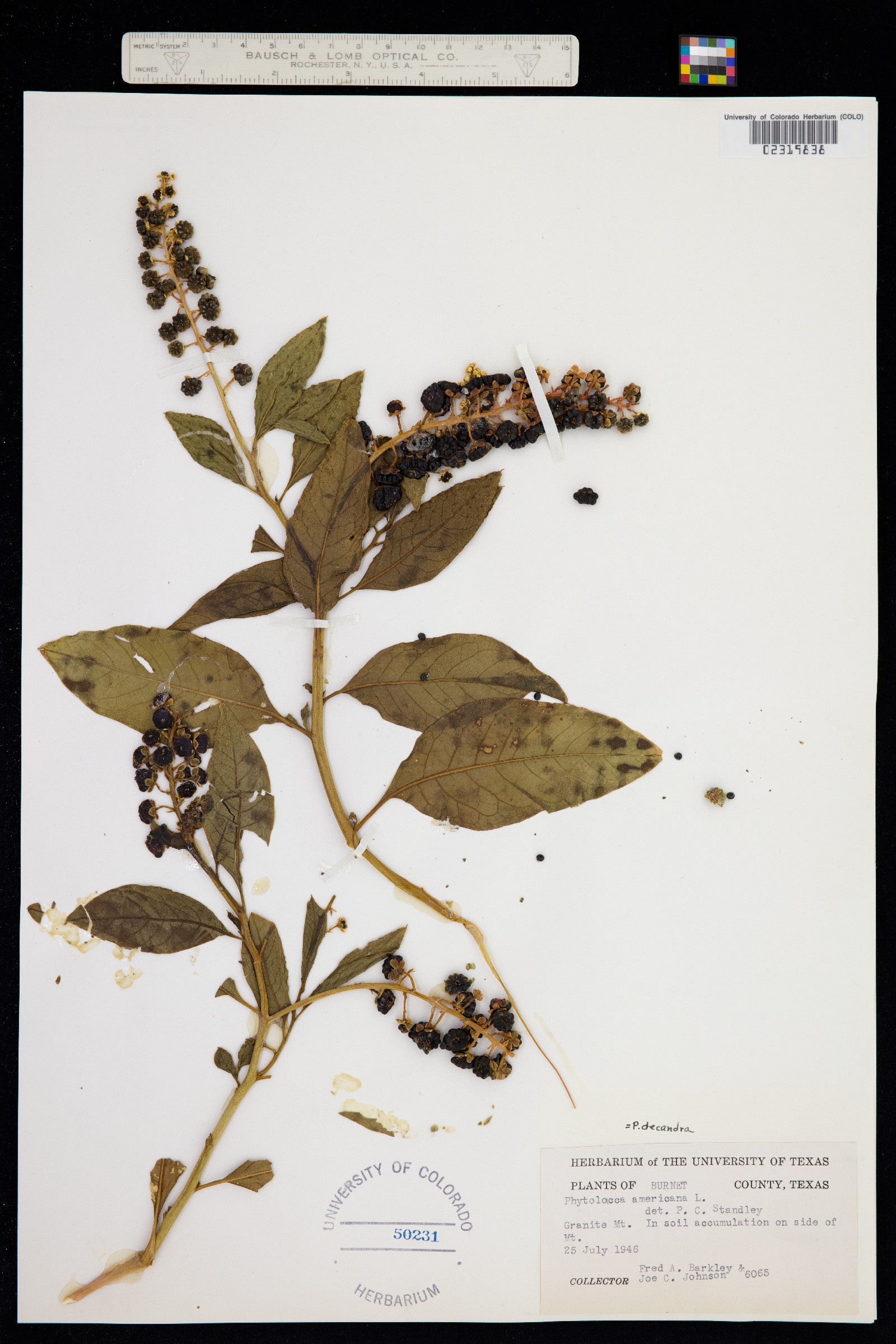 Phytolaccaceae image